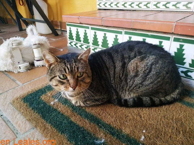 Gato encontrado en San García, Algeciras - 2