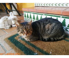 Gato encontrado en San García, Algeciras - Imagen 2
