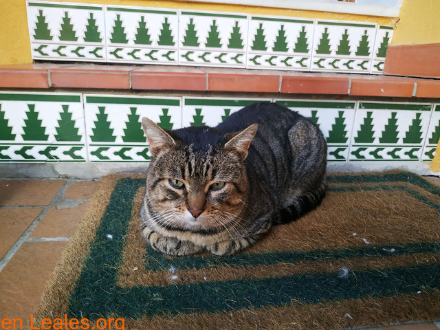 Gato encontrado en San García, Algeciras - 3