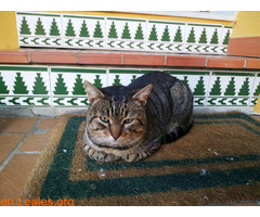 Gato encontrado en San García, Algeciras - Imagen 3