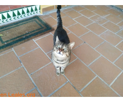 Gato encontrado en San García, Algeciras - Imagen 4