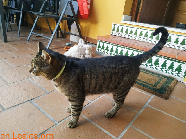 Gato encontrado en San García, Algeciras - 5