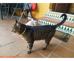 Gato encontrado en San García, Algeciras - Imagen 5