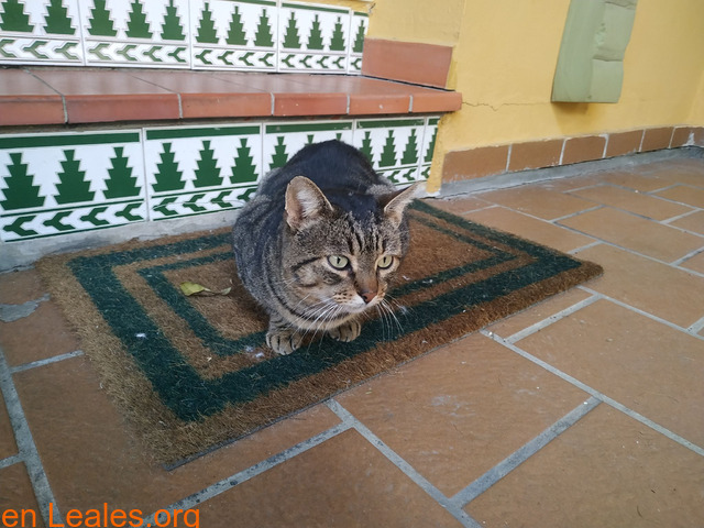 Gato encontrado en San García, Algeciras - 6