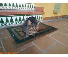 Gato encontrado en San García, Algeciras - Imagen 6