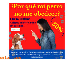 Curso Online "Adiestramiento canino"