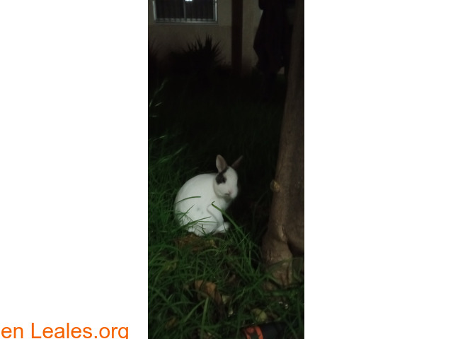 Conejo blanco perdido en jerez - 1