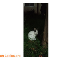 Conejo blanco perdido en jerez - Imagen 1