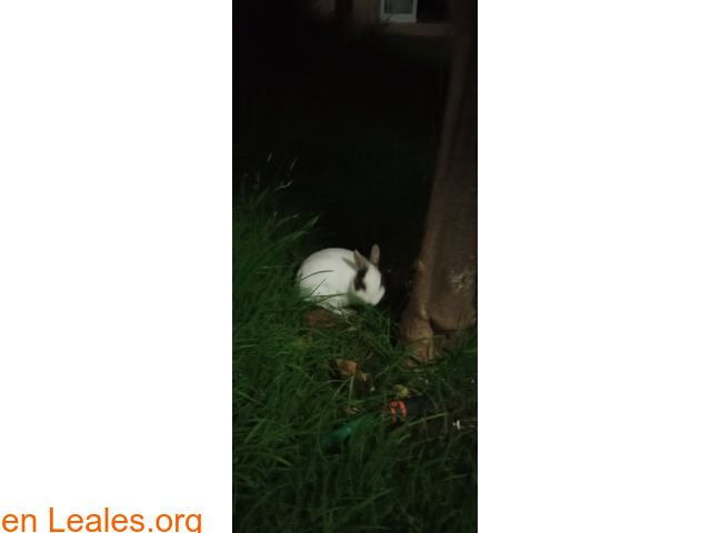 Conejo blanco perdido en jerez - 2