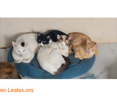 Ayuda a la protectora Los gatitos de Nía - Imagen 4