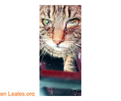 Ayuda a la protectora Los gatitos de Nía - Imagen 8