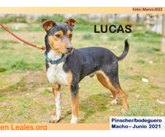 LUCAS - Imagen 3