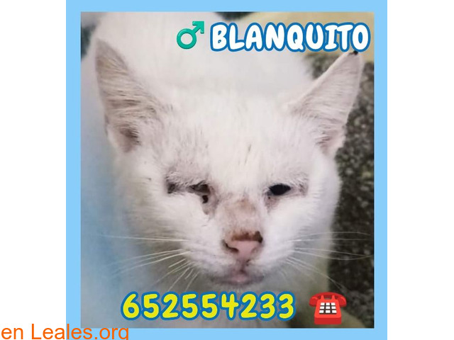 ♂️ BLANQUITO gatito - 1