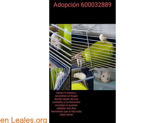 Ratas en adopción responsable