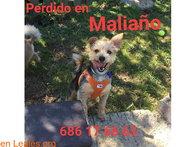 Perro perdido Maliaño - 1