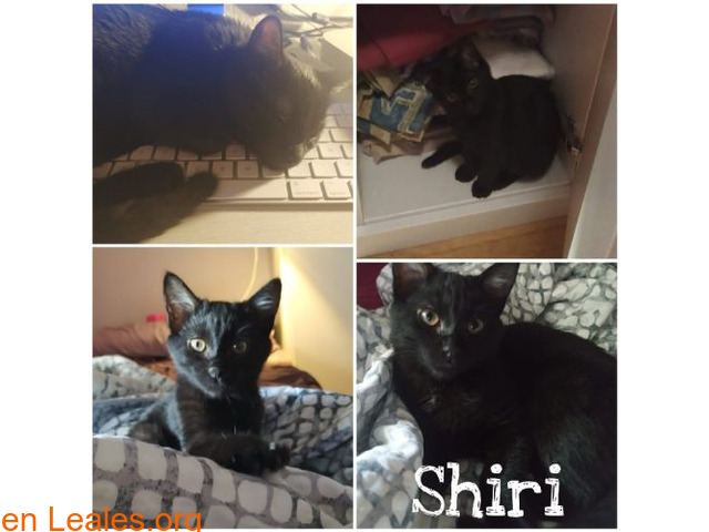 Shiri en adopción (21.07.2020)