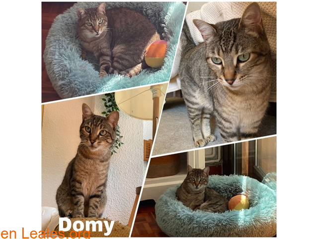Domy en adopción (10.08.2019) - 1