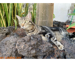 Gato perdido en Valterra - Imagen 3