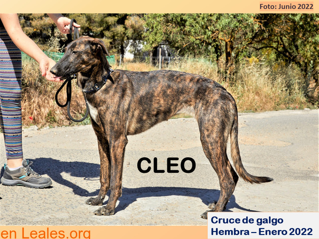 CLEO. - 1