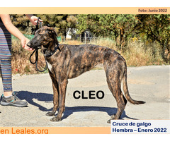 CLEO. - Imagen 1