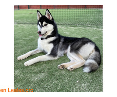Husky Siberiano ya adoptada - Imagen 1