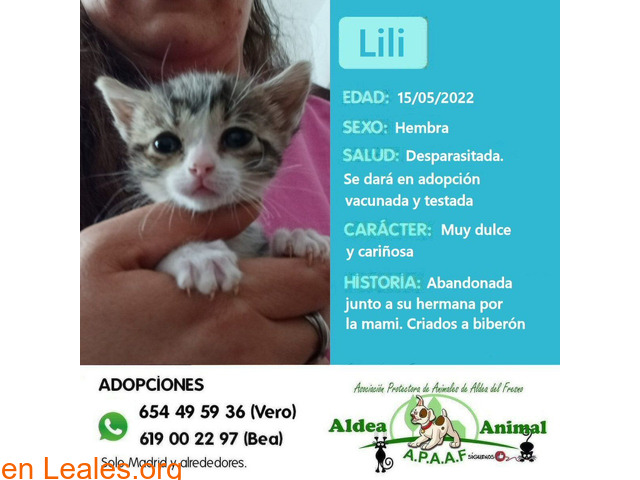 Lili en adopción - 1