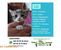 Lili en adopción - Imagen 1