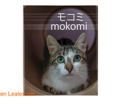 MOKOMI - Imagen 1