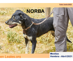 NORBA - Imagen 1
