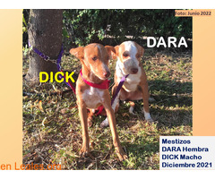 DARA & DICK - Imagen 1