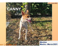 CANNY - Imagen 1