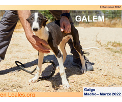 GALEM - Imagen 1