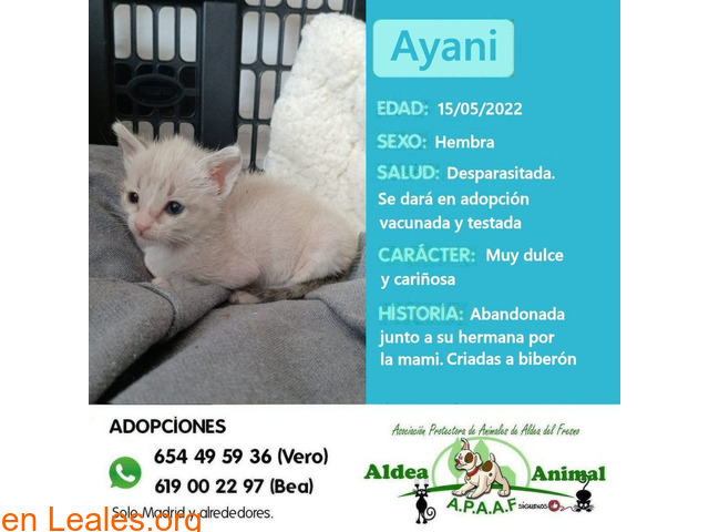 Ayani en adopción
