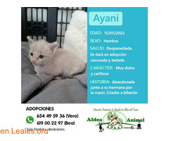 Ayani en adopción - Imagen 1