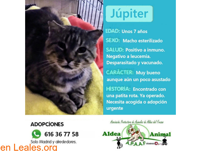 Júpiter en adopción - 1
