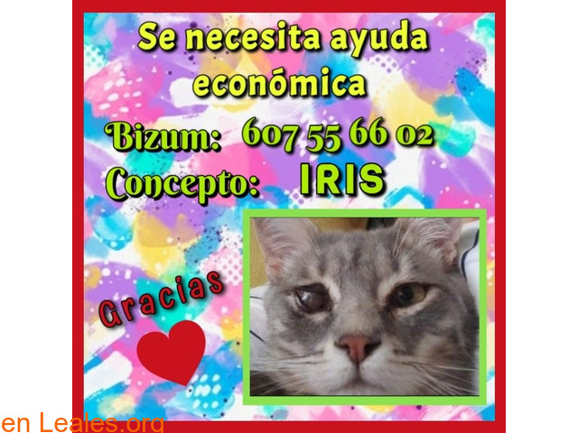 Operación IRIS - 1