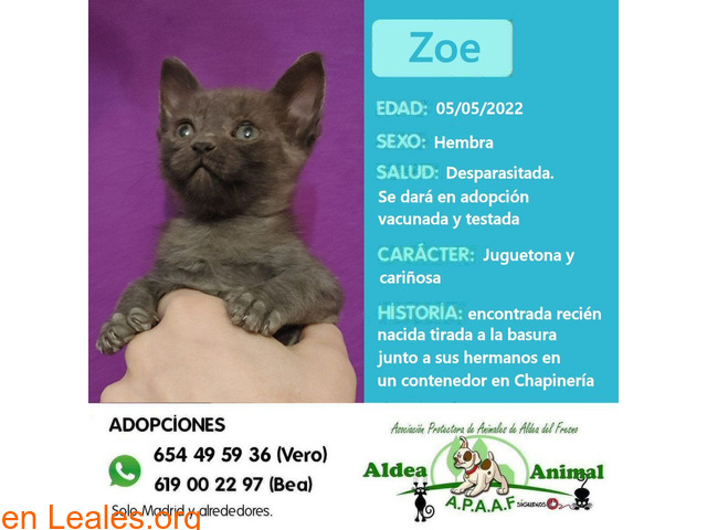 Zoe en adopción - 6