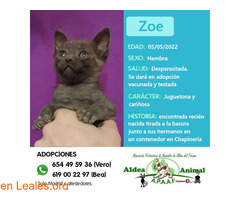 Zoe en adopción - Imagen 6