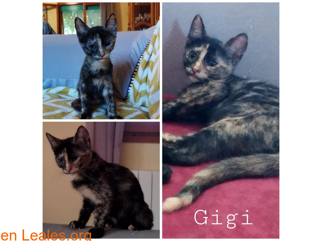 Gigi en adopción