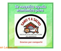 Ayuda para SANO Y A SALVO - Imagen 1