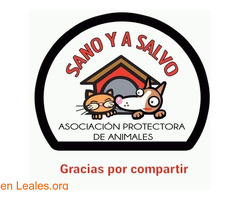 Ayuda para SANO Y A SALVO - Imagen 3