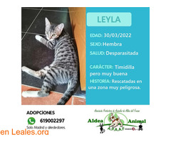 Leyla en adopción - Imagen 1