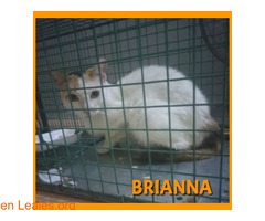 Nueva ayuda a BRIANNA - Imagen 4