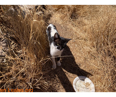Gatito abandonado en el mirador - Imagen 6