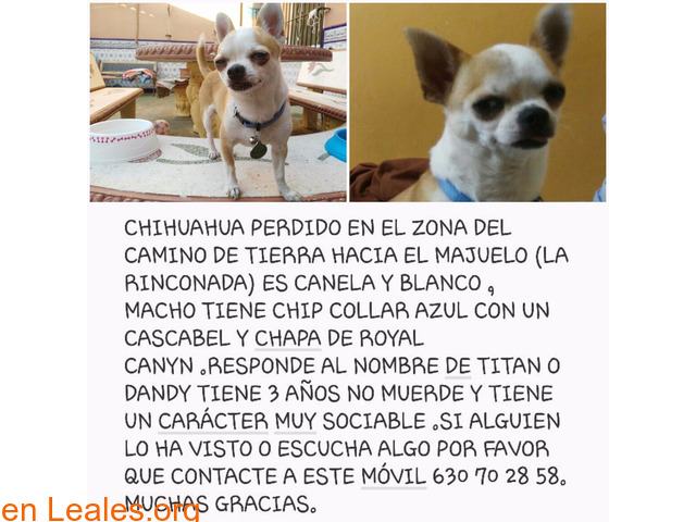Chihuahua perdido en Sevilla - 1
