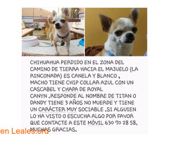 Chihuahua perdido en Sevilla