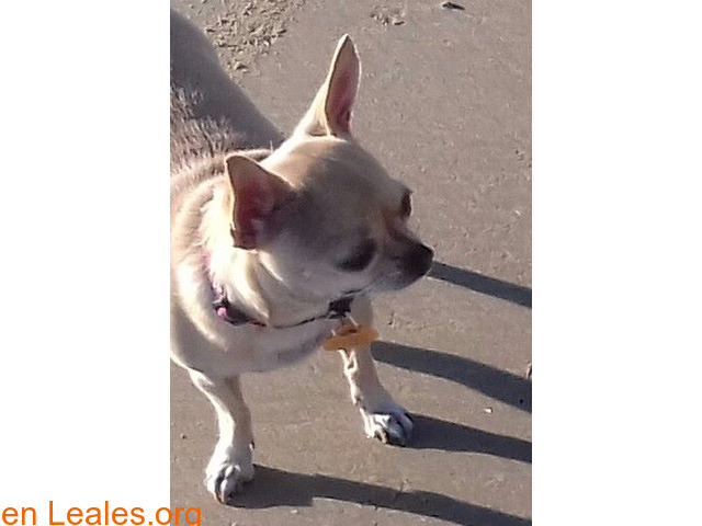 Chihuahua perdida en Rota (Cádiz)