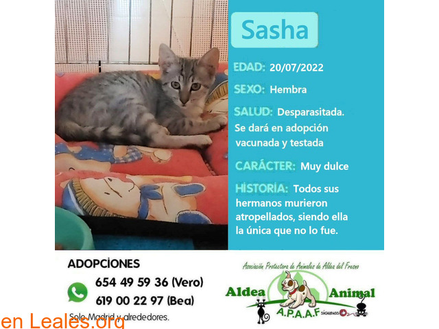 Sasha - 1