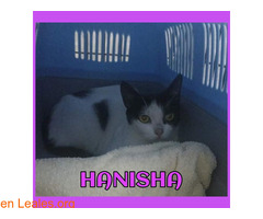 HANISHA - Imagen 1
