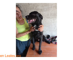 Bombón en adopción